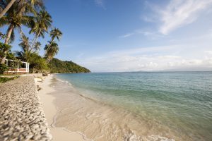 beach sea and palm trees