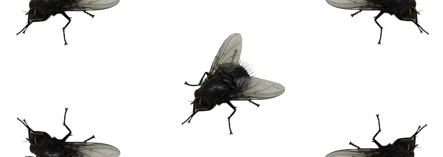 house flies