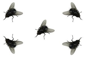 house flies